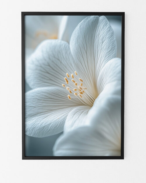 affiche fleurs blanches poster nature
