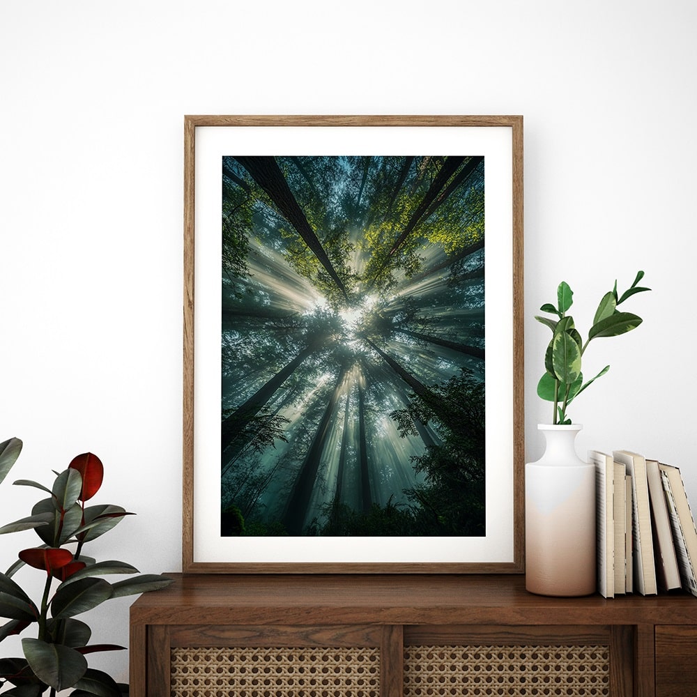 affiche forêt poster nature