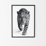 affiche leopard noir et blanc