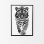 affiche tigre noir et blanc style