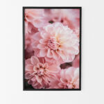 poster floral dahlias roses