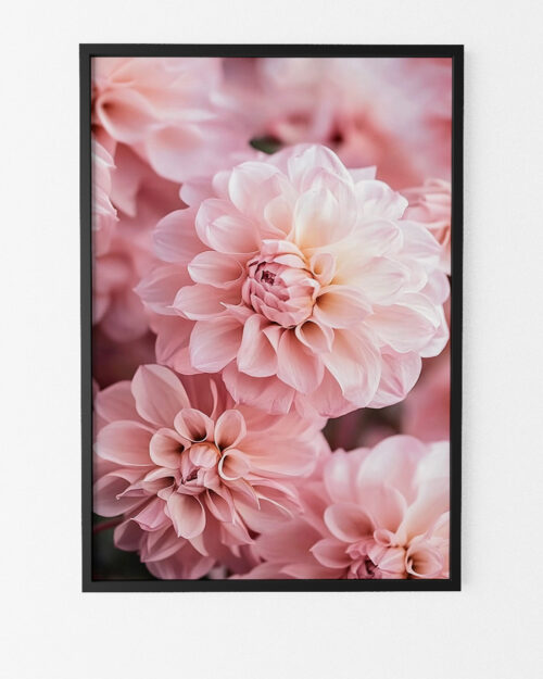 poster floral dahlias roses