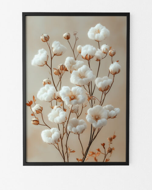 illustration fleurs de coton affiche botanique