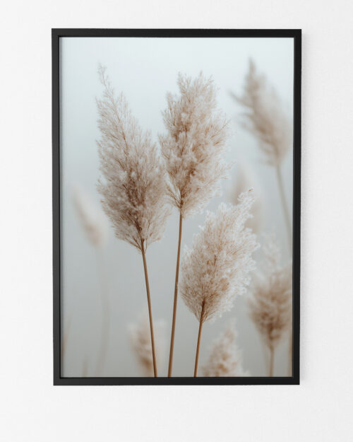 Affiche herbes de pampa